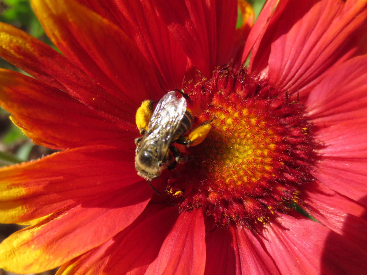 Native bee carries pollen by Susan Fluegel